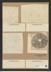 Actinoptychus reticulatus Pant. (de-Toni-Nr.: Genus 227, Species 5526) Zeichnungen Sammlung Grunow Nr. 9560 (NHMW-BOT-W0379364)